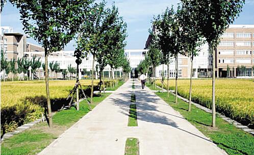 南充廣播電視大學南部縣分?！鸽姶蟆?></a></div>
          <dl>
              <dt><a href=