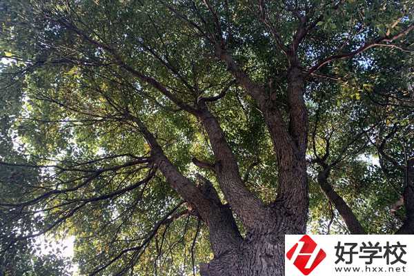 湖南省商業(yè)職業(yè)中專學校在哪里？升學就業(yè)怎么樣？