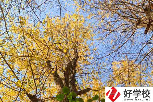 衡陽市瀟湘衛(wèi)生中等專業(yè)學(xué)校的專業(yè)就業(yè)方向如何？