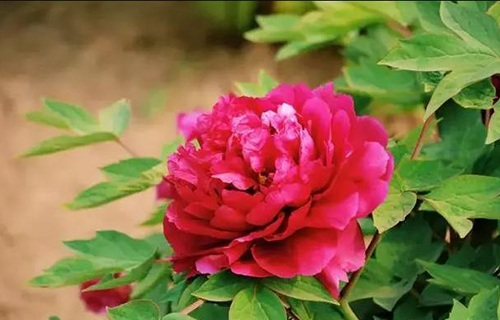 菏澤醫(yī)學??茖W校