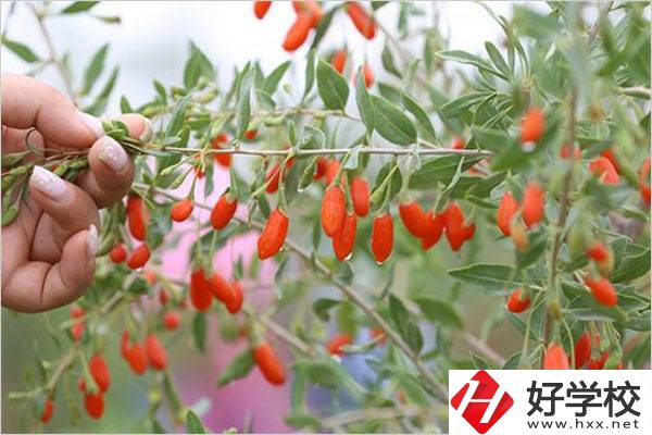 在湘西學中草藥栽培怎么樣？開設此專業(yè)的學校有哪些？