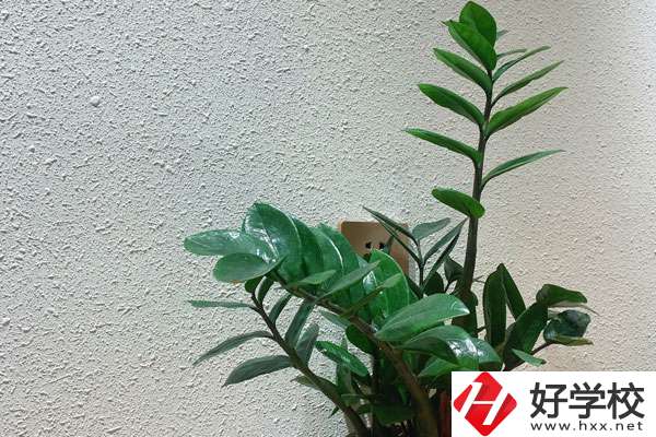 安鄉(xiāng)縣職業(yè)中專學(xué)校有哪些專業(yè)?如何收費(fèi)？