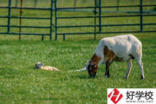 張家界旅游學校的優(yōu)勢在哪里？