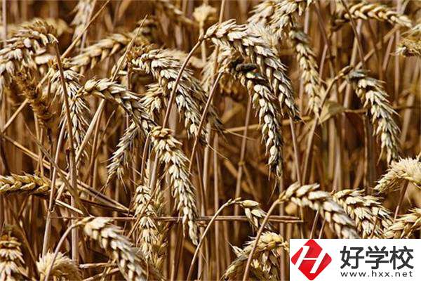 岳陽(yáng)最好的中專是哪一所？學(xué)校推薦學(xué)習(xí)哪些專業(yè)？