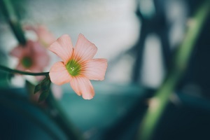 哪類考生專升本報(bào)班更有效果？