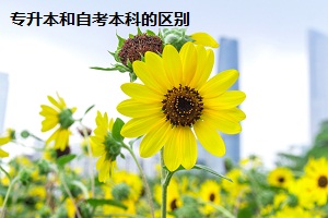 專(zhuān)升本和自考本科的區(qū)別
