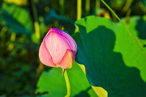 專升本總復(fù)習可以分為幾個階段