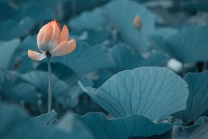 很多考生在結(jié)束了高考之后，由于成績(jī)不理想，未能如愿進(jìn)入理想的大學(xué)